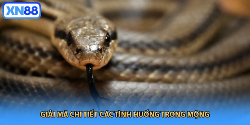 Giải mã chi tiết các tình huống trong mộng