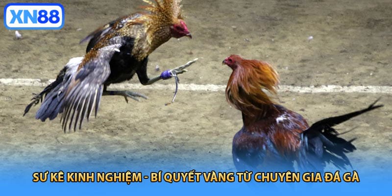 Sư kê kinh nghiệm